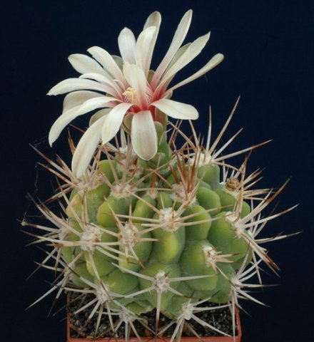 Gymnocalycium_mostii_2